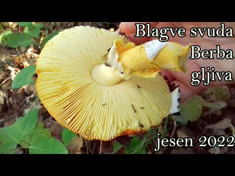 Zahladnelo Nema Vrganja | Blagve Svuda | Berba gljiva | Pecurke | Jesen | 2022