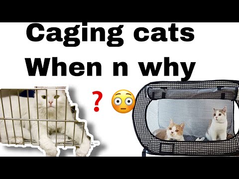 Caging Cats: When and Why It's Sometimes Necessary|5benefits |cats in cage |spa |grooming |cats
