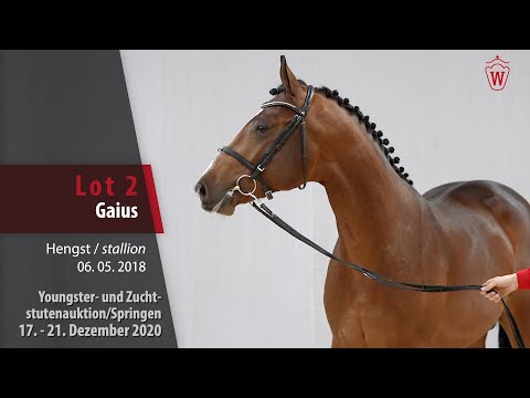 Youngster- u. Zuchtstutenauktion/Springen Lot 2 Gaius Hengst v. Grandorado TN - Canabis