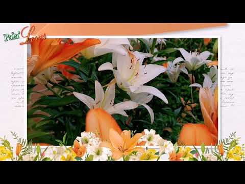 Huawei P30 Pro Camera | Kine Master