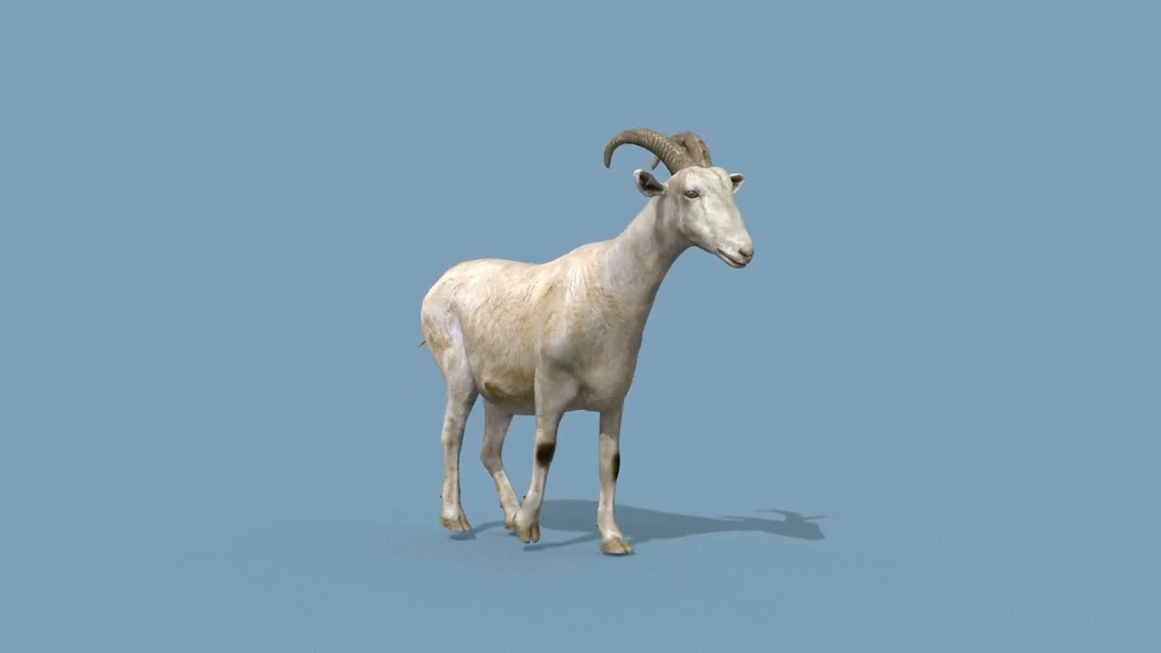 Top Goat 8K - 3d animated 3D Model
