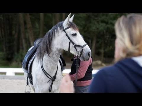 Bissiger Spanier Wallach bockt ohne Vorwarnung – Reiterin möchte mit ihm Ausreiten