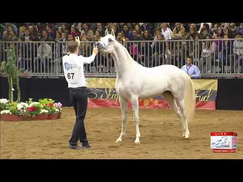 European Championships Verona 2013 - CLASS 1A