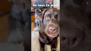 あっち行け！ #犬 #ラブラドール #ミニチュアシュナウザー #いぬのいる生活 #犬動画 #dog #labrador #minischnauzer #dogshorts #doglife