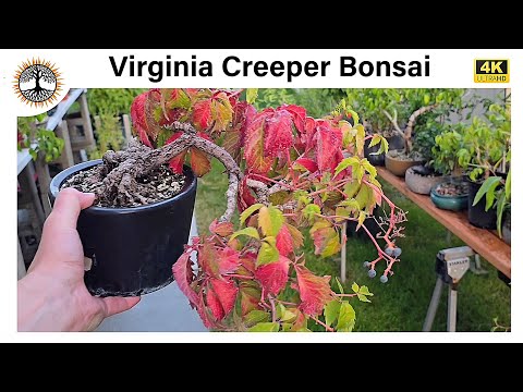 Wilder Wein Bonsai - Durch die Jahreszeiten