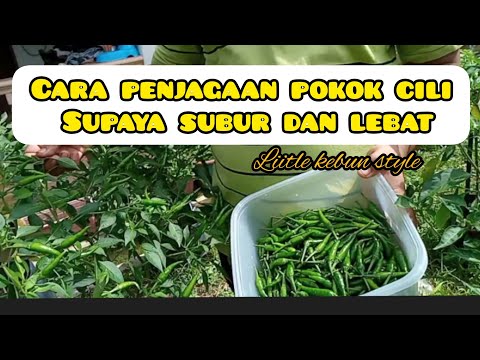 , title : 'Cara Penjagaan Pokok Cili supaya Subur dan Berbuah lebat- Little kebun'