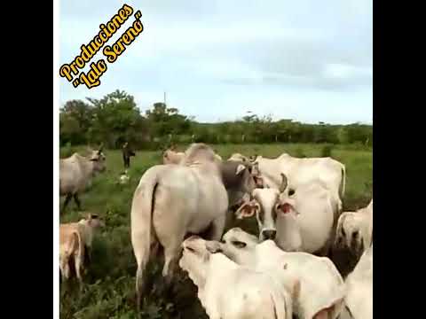 El Peón Enamorado. Canta: Jorge Fernando Guerrero