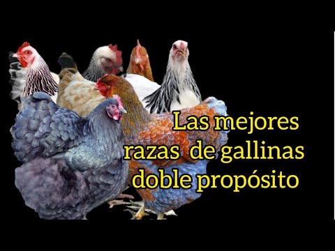 , title : 'Las mejores RAZAS de gallinas doble propósito(Huevo y Carne)que debes tener en tu gallinero o patio.'