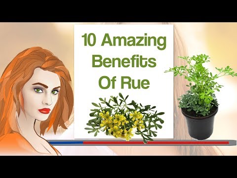 Ruta Graveolens Extract Powder