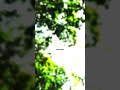 96 Bgm Whatsapp Status 96bgm Tamilwhatsappstatus
