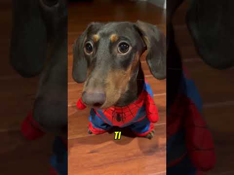 CHI VINCEREBBE IN UNO SCONTRO TRA SPIDERMAN E VENOM?