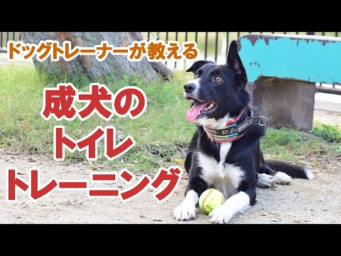 犬を訓練する方法 - 4 つの方法
