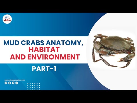 , title : 'Mud Crabs Anatomy-Part 1 Mud Crabs Anatomy Habitat and Environment'