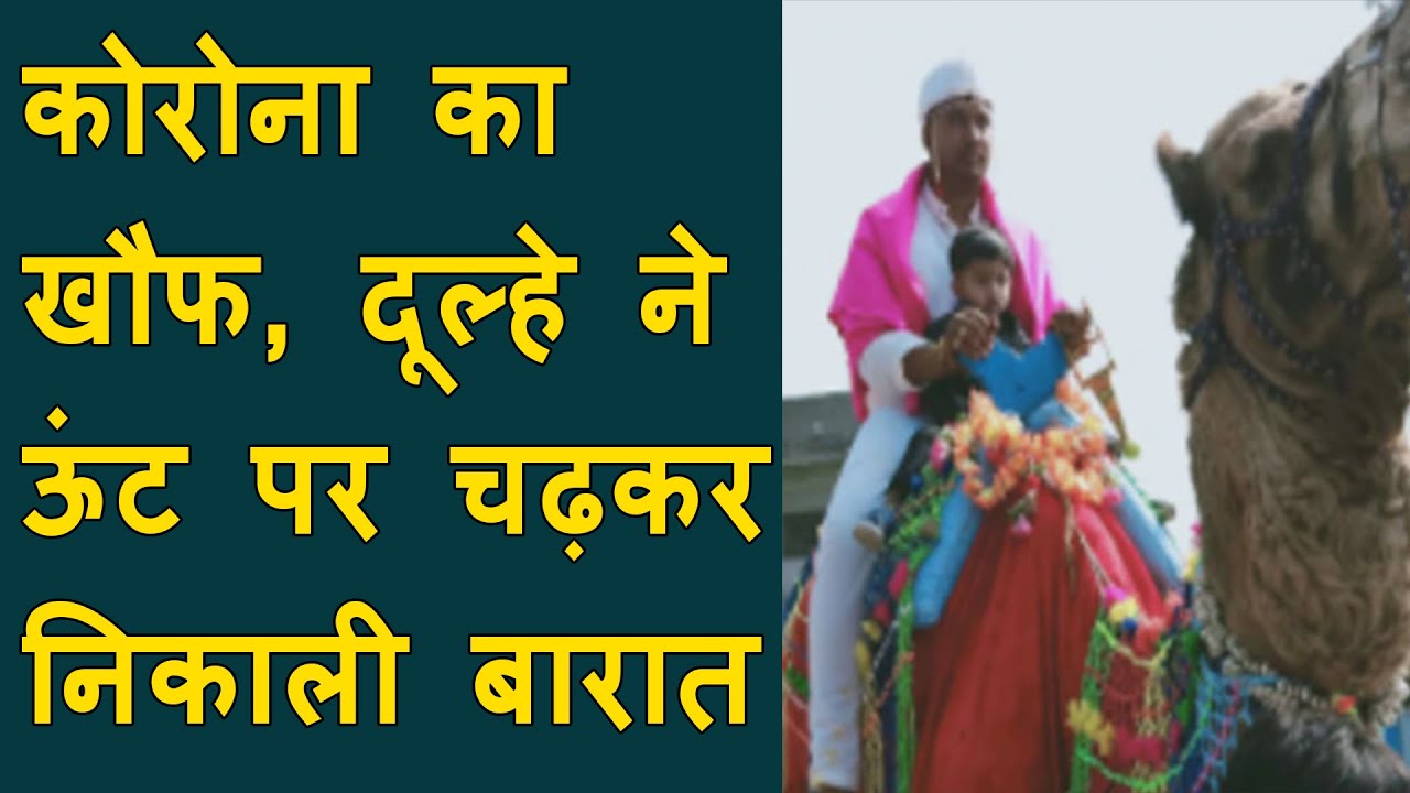 दूल्हे ने ऊंट पर चढ़कर निकाली बारात | groom went to bride place on camel due to coronavirus fear