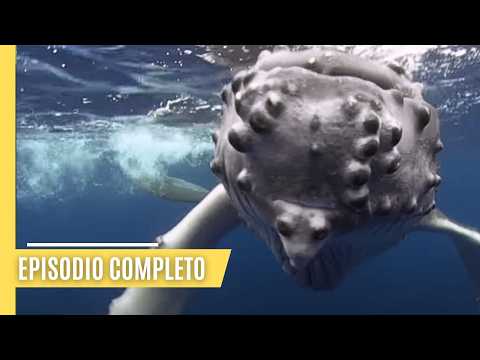 El lado salvaje de Colombia