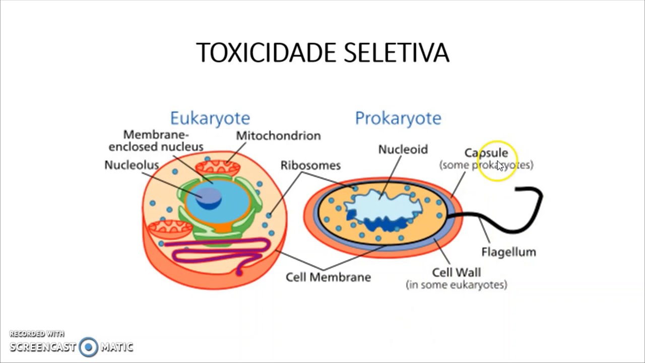 [Aula 1] Mecanismo de Ação de Antimicrobianos & Resistência Bacteriana