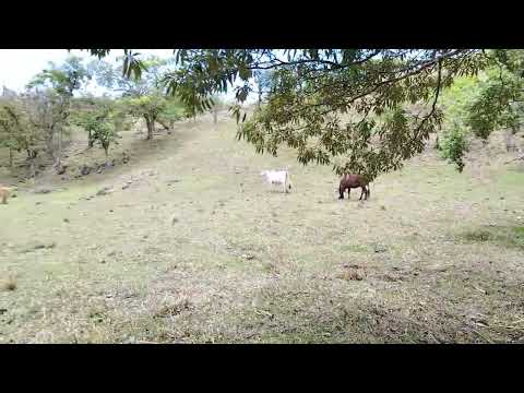 Imagen de Venta de Lotes y Terrenos en Piedades sur - San ramón Piedades Sur - ALAJUELA