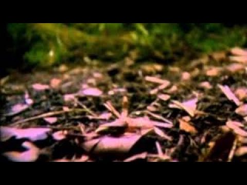 The Best Documentary Ever - Nature’s Great Events Episode 4: The Family Life of Animals – The Wonder