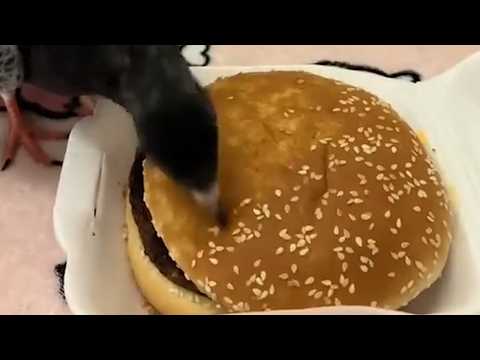 UNUSUAL MEMES COMPILATION V344