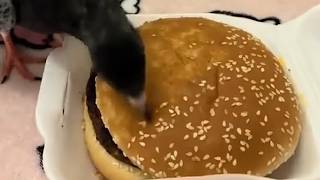 UNUSUAL MEMES COMPILATION V344