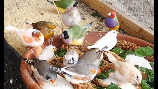Download lagu 1 Jam Burung Kandang Campuran - Gouldian Finch, Carary, Quail, Zebra Finch, dan banyak lagi! mp3 Download lagu 1 Jam Burung Kandang Campuran - Gouldian Finch, Carary, Quail, Zebra Finch, dan banyak lagi! mp3