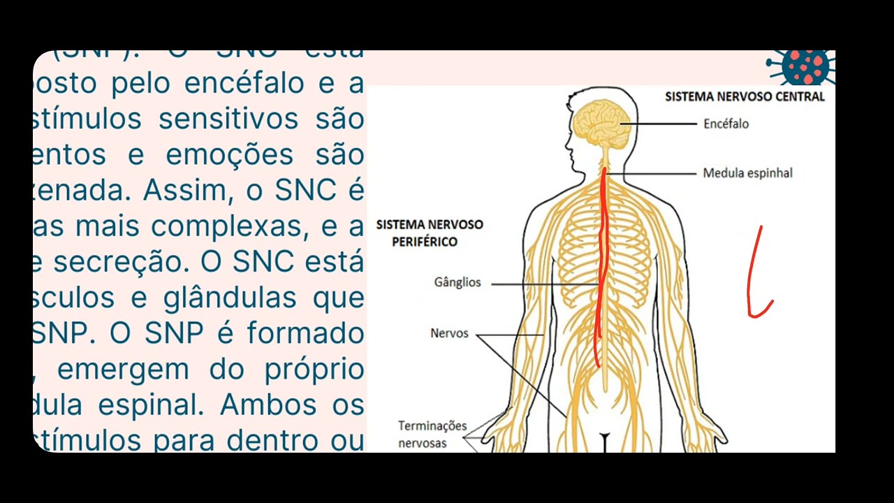 Laboratório de Habilidades - Anatomia do Sistema Nervoso (encéfalo)