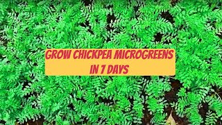 How to grow Chickpea Microgreens in 7 DAYS- EASY METHOD
