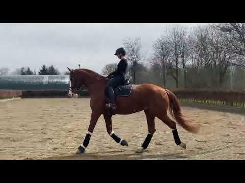 Hey Baby ZS (Sezuan x Acodetto x Calido x Le Grand) 2015