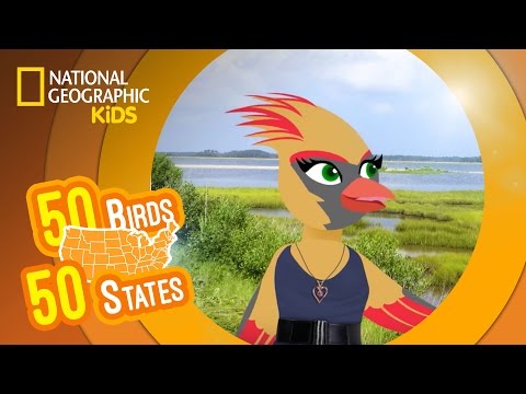 Virginia - Feat. Rapper MC Carla the Cardinal | 50 Birds, 50 States