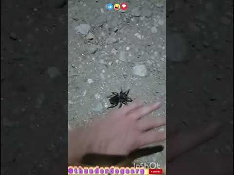 Pequeña Arañita en el medio del camino #casagrande #cordoba #humor