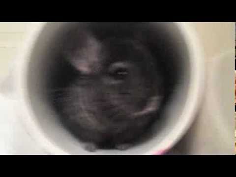 Chinchillas VS Tube