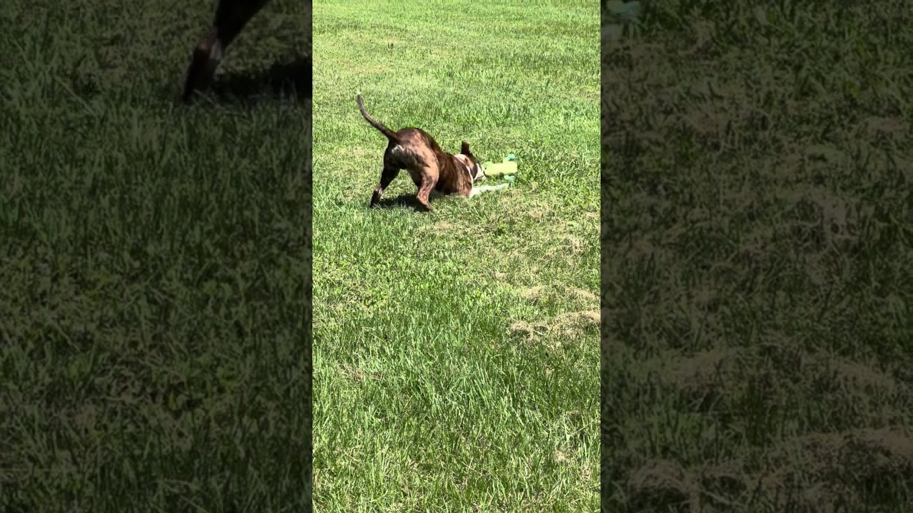 Enlarge Louie, a Adoptable Pit Bull Terrier in Rocky Mount, NC video 2/2