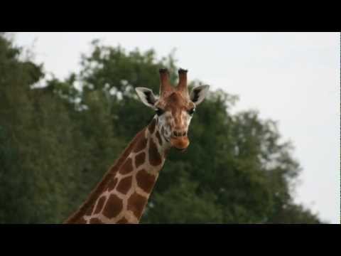 Giraffen