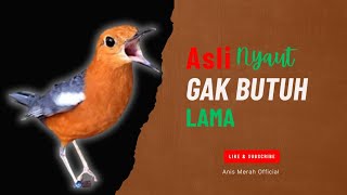 Download lagu Merangsang Emosi Dalam Hitungan Detik, Pancingan Dan Terapi Anis Merah Macet Bunyi | AMO 27 mp3 Download lagu Merangsang Emosi Dalam Hitungan Detik, Pancingan Dan Terapi Anis Merah Macet Bunyi | AMO 27 mp3