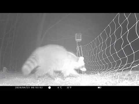 Raccoon meets electric fence