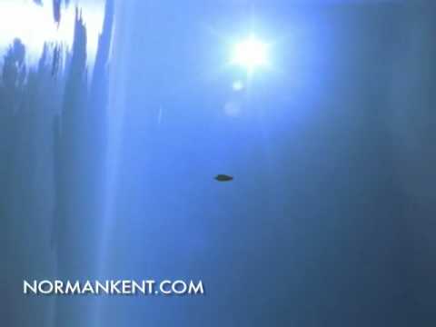 Willing To Fly - Peregrine Falcon