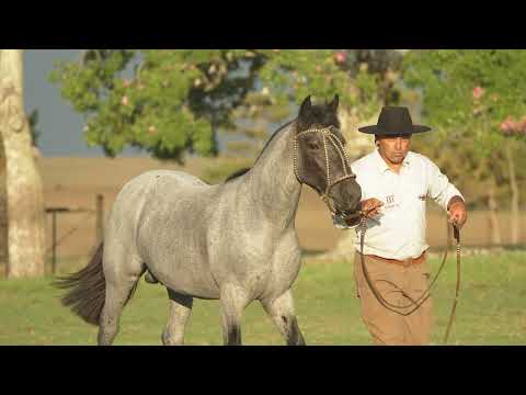 Lote F  - Basco Inolvidable TE