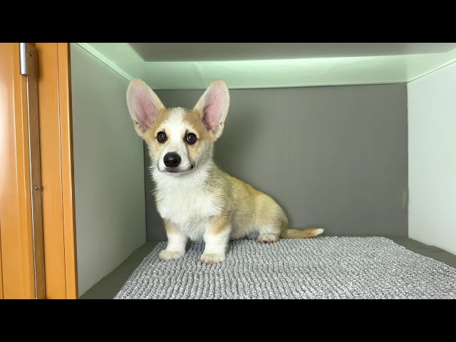 (子犬) 犬種：ウェルシュ・コーギー・ペンブローク 男の子 ブリーダー マロニエケンネル　MARRONNIER KENNEL k4046の画像