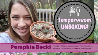 Unboxing Sempervivum from a specialist UK nursery