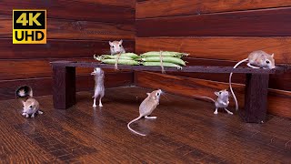 Cat TV - Non-Stop Mouse Hide & Seek Adventure for Cats and Dogs to Watch | Fun Pet Entertainment 4K