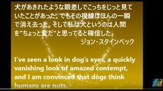 【感動】生まれたての赤ちゃんが立ち上がった時! ! Amazing funny baby animals!