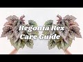 Begonia Rex Care Tips | 9 Things You Should Know!