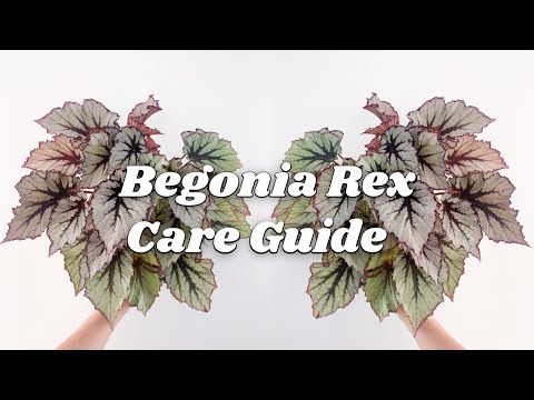 Begonia Rex Care Tips | 9 Things You Should Know!