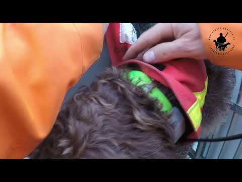 Hasenjagd in der Praxis (2)