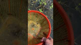 Download lagu Nyeser IKAN CUPANG LIAR di Rawa.😁 #petualangan #bolang #ikan mp3 Download lagu Nyeser IKAN CUPANG LIAR di Rawa.😁 #petualangan #bolang #ikan mp3