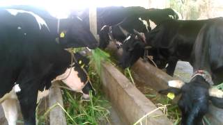 preview picture of video 'SAI DAIRY FARM,PADRA'