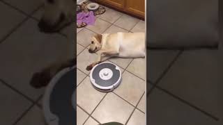 ☆Super Cute Animals☆Cute cats and funy dogs＆cat　videos compilation2021C㊷#Shorts