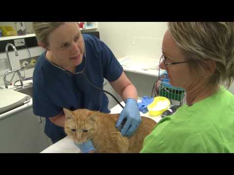 Blood Donor Cats | Research breakthroughs at Murdoch Uni