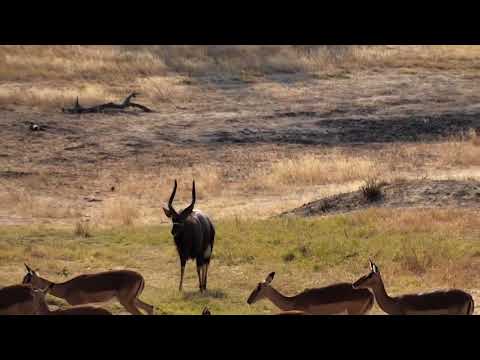 Djuma: Nyala bull along with Impala herd in for a drink - 08:41 - 07/29/18