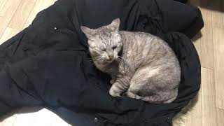 高級ダウンジャケットを我が物顔でベッドにするにゃにゃ様 Nyanya with a luxurious down jacket on the bed 2021/2/5